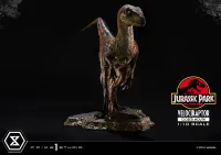 Prime 1 Studio Prime Collectible Figures  Jurassic Park (Film)  Velociraptor  Closed Mouth - Jurassic Park - photo 7