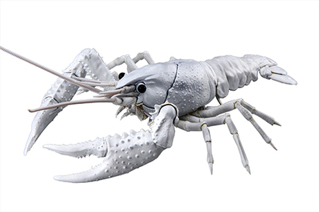 [FI No.24 EX-2]  Biology Edition Crayfish (White)