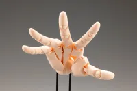 KOTOBUKIYA ARTIST SUPPORT ITEM HAND MODEL/L -PALE ORANGE- - Art & Display - photo 6