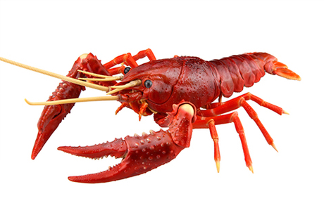 [FI No.24]  Biology Edition Crayfish (Red)