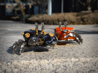 AQUACULTURE TANK 007: Fiddler Crab (Gold Black) 4