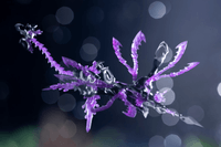 XenoAlma Tidal Orketos 8