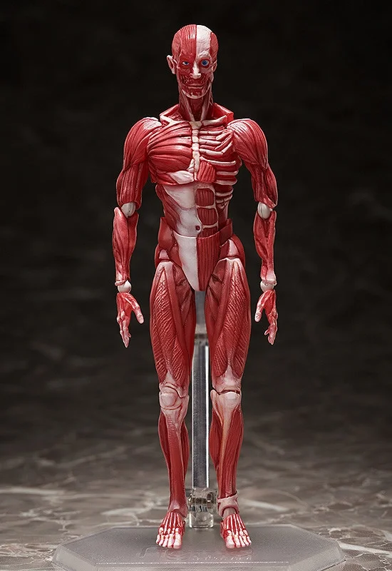 GOOD SMILE COMPANY [GoodSmile] figma Human Anatomical Model - Action Figures