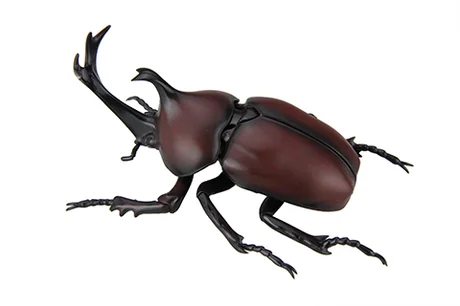 Fujimi [FI No.21]  Biology Edition Beetle - Original Series