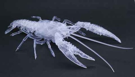 [FI No.24 EX-3]  Biology Edition Crayfish (Clear)