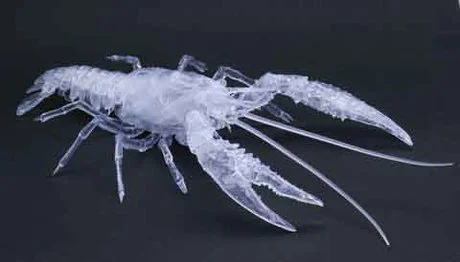 Fujimi [FI No.24 EX-3]  Biology Edition Crayfish (Clear) - Original Series