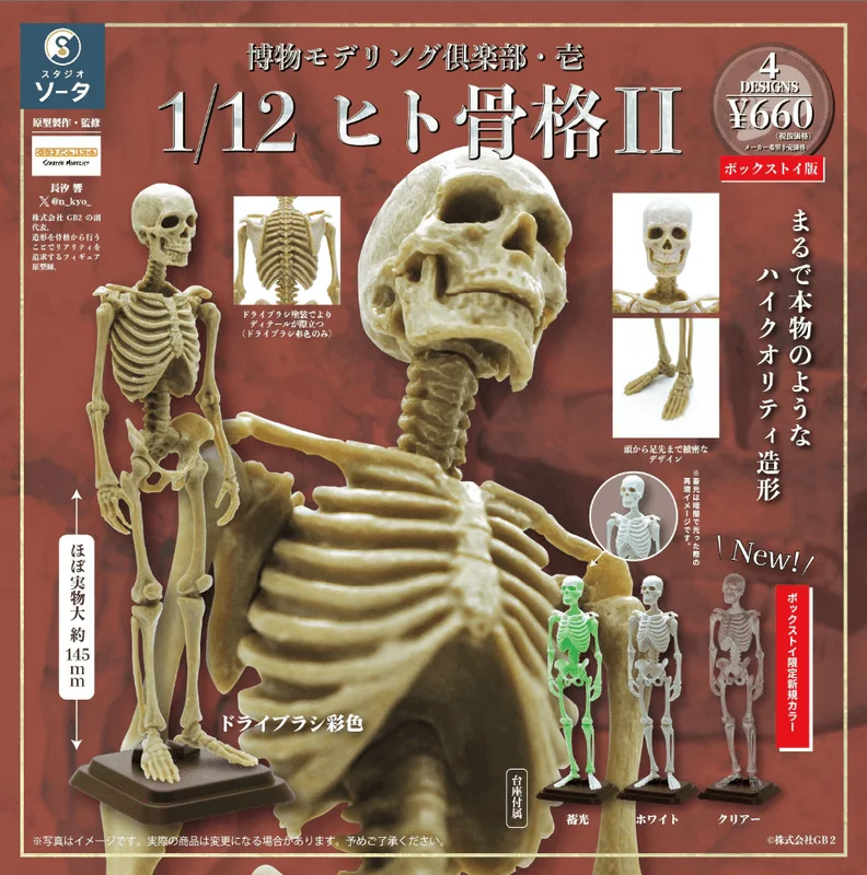 SO-TA Natural History Modelling Club Vol.1 - 1/12 Human Skeleton II (Box of 4) - Blind Boxes