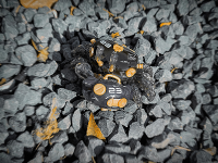 AQUACULTURE TANK 007: Fiddler Crab (Gold Black) 8