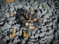 ORANGE CAT INDUSTRY AQUACULTURE TANK 007: Fiddler Crab (Gold Black) - Mech Kits - photo 8
