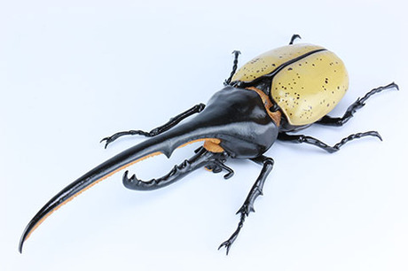 [FI No.26]  Biology Edition Dynastes Hercules