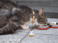 MEGA CAT PROJECT NARUTO-NYARUTO! Come here Sasuke-kun~ (Repeat) (8pc per box) 10